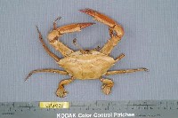 藏品(看守長眼蟹)的圖片